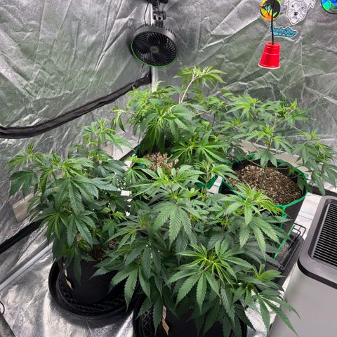  10th planet R1 growlog timeline photo
