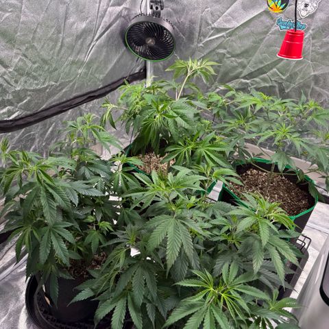  10th planet R1 growlog timeline photo