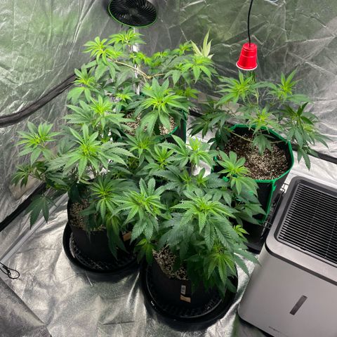  10th planet R1 growlog timeline photo