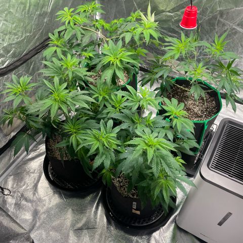 10th planet R1 growlog timeline photo
