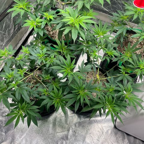  10th planet R1 growlog timeline photo