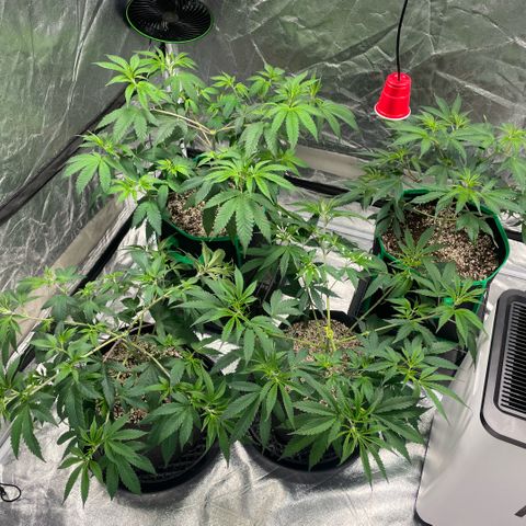 10th planet R1 growlog timeline photo