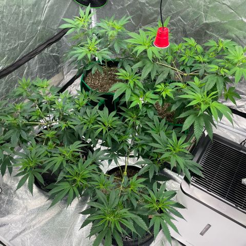  10th planet R1 growlog timeline photo