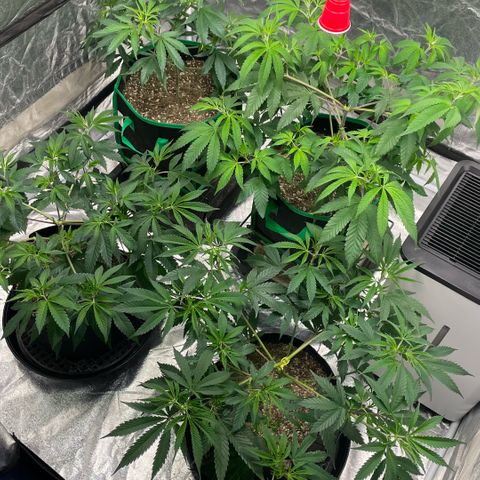  10th planet R1 growlog timeline photo