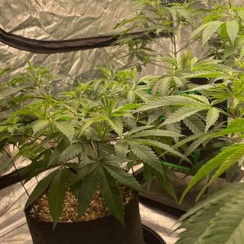  10th planet R1 growlog timeline photo