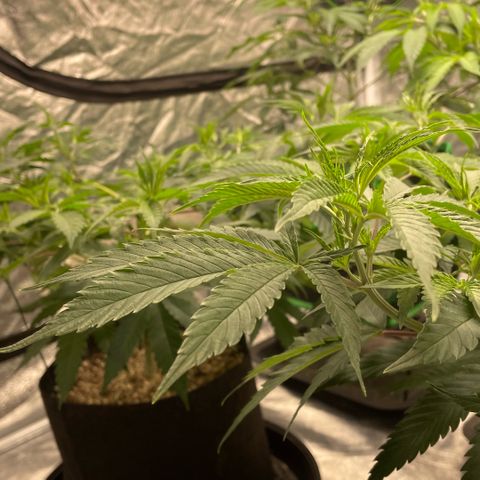  10th planet R1 growlog timeline photo