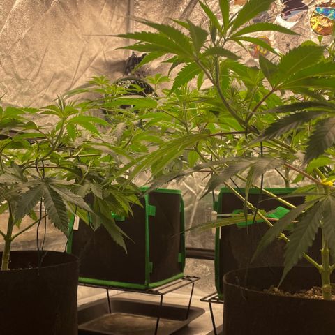  10th planet R1 growlog timeline photo