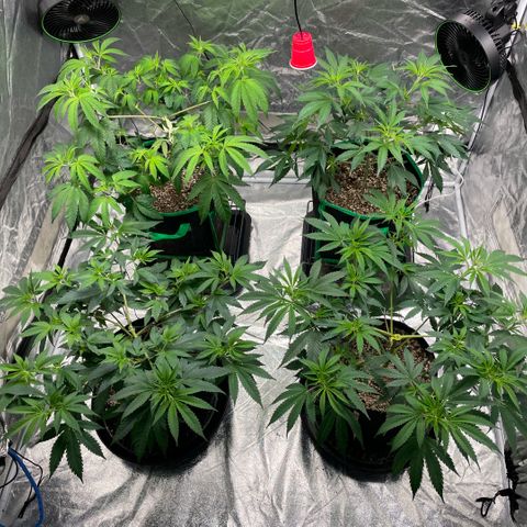  10th planet R1 growlog timeline photo