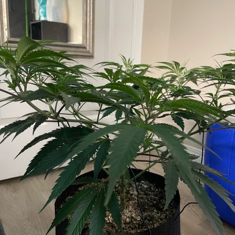  10th planet R1 growlog timeline photo