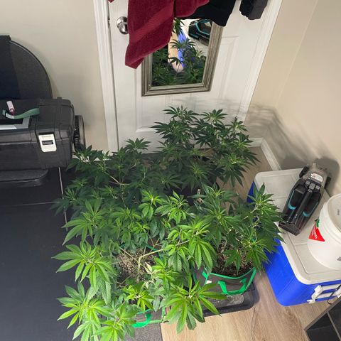  10th planet R1 growlog timeline photo