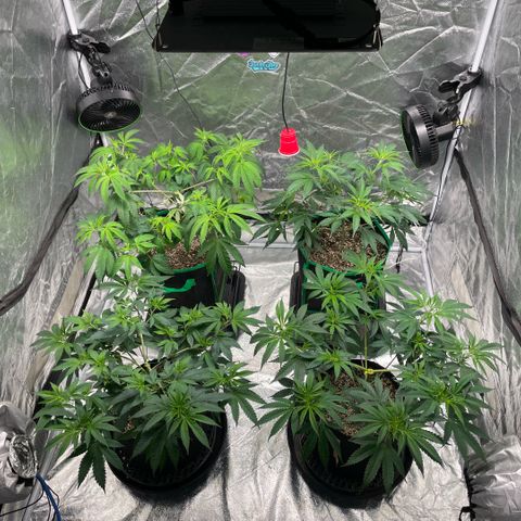  10th planet R1 growlog timeline photo