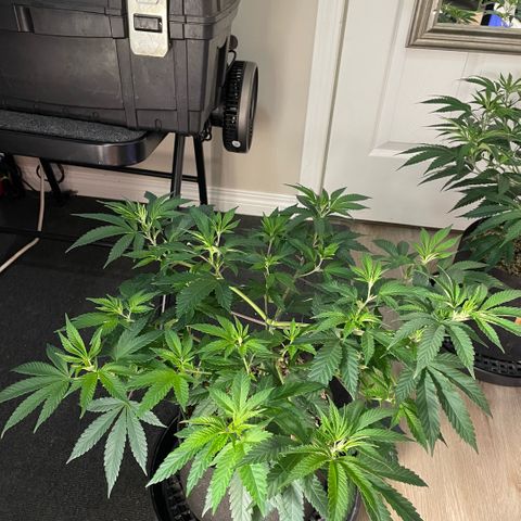  10th planet R1 growlog timeline photo