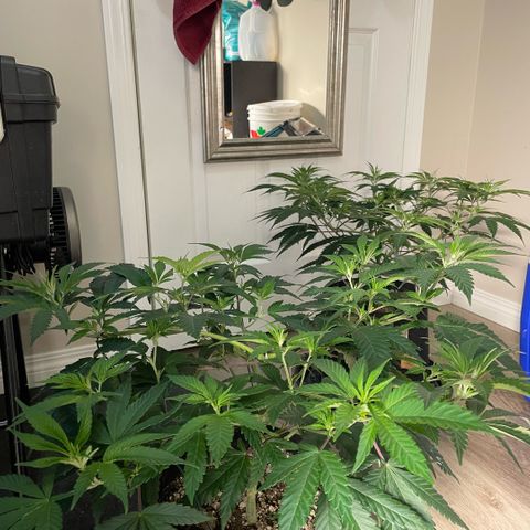 10th planet R1 growlog timeline photo