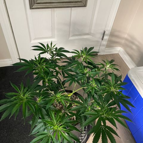  10th planet R1 growlog timeline photo