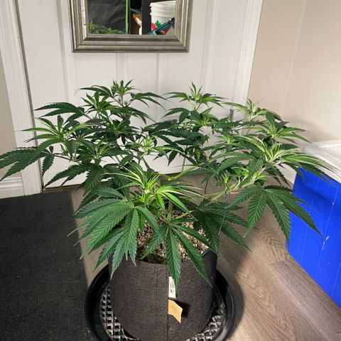  10th planet R1 growlog timeline photo