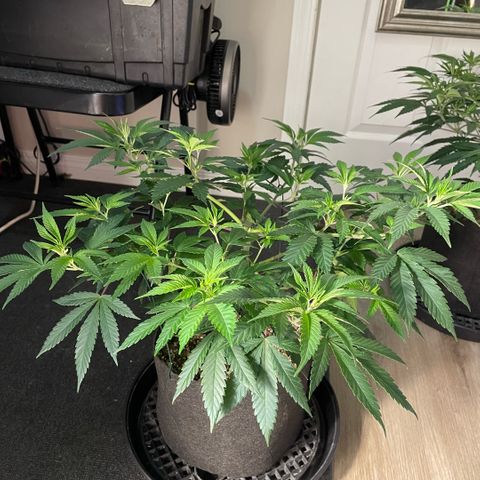  10th planet R1 growlog timeline photo