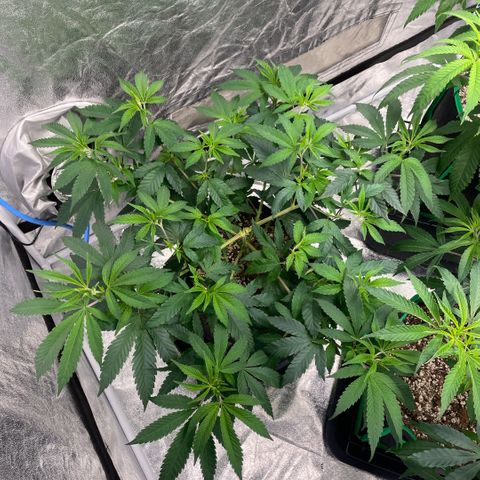  10th planet R1 growlog timeline photo