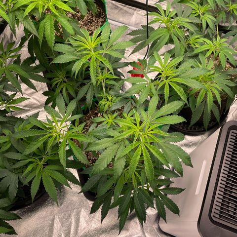  10th planet R1 growlog timeline photo