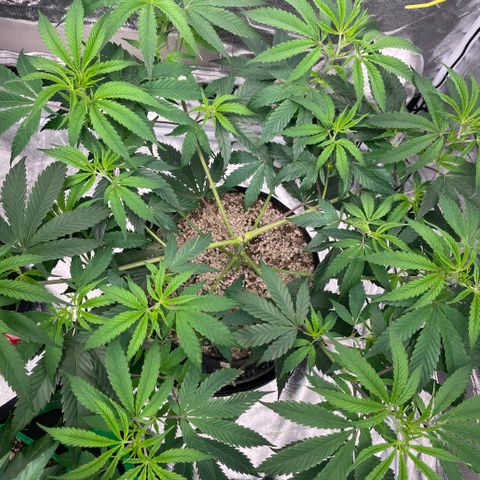  10th planet R1 growlog timeline photo