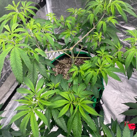  10th planet R1 growlog timeline photo