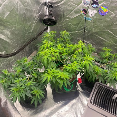  10th planet R1 growlog timeline photo