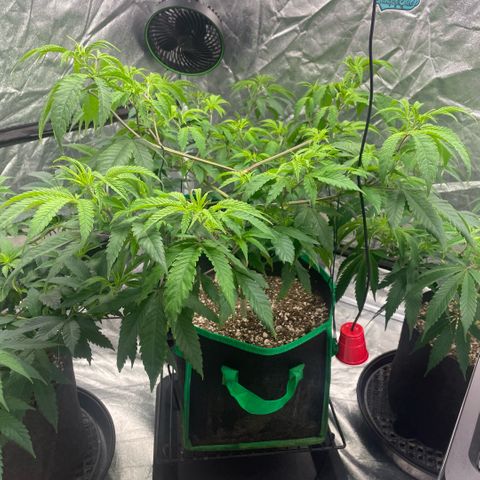 10th planet R1 growlog timeline photo
