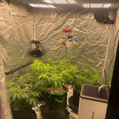  10th planet R1 growlog timeline photo