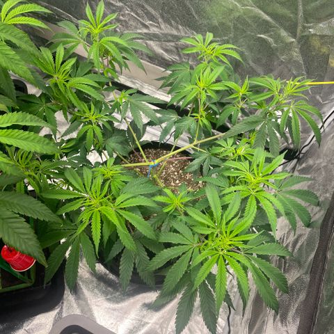  10th planet R1 growlog timeline photo