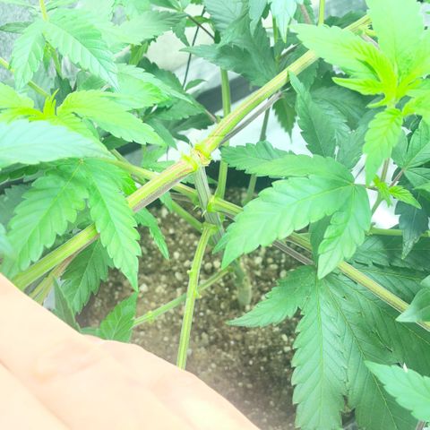  10th planet R1 growlog timeline photo