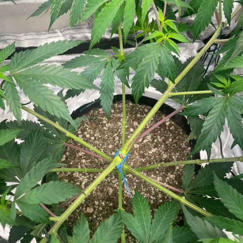  10th planet R1 growlog timeline photo