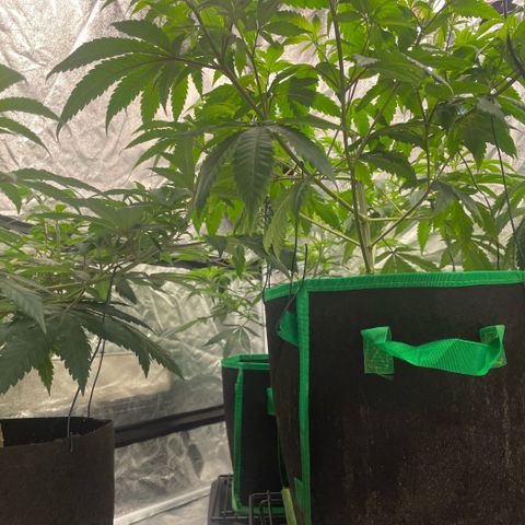  10th planet R1 growlog timeline photo