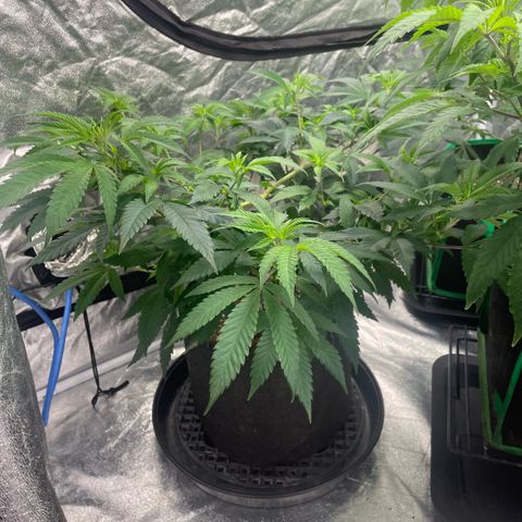  10th planet R1 growlog timeline photo
