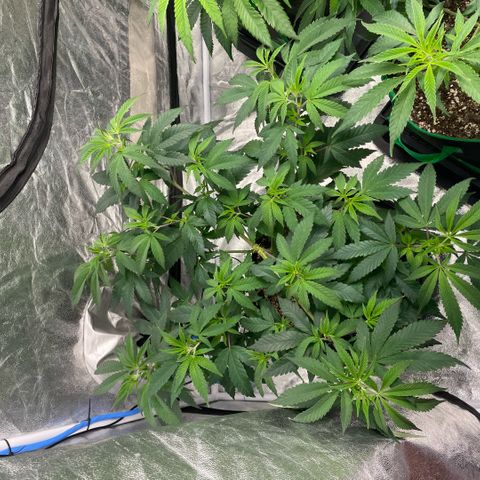  10th planet R1 growlog timeline photo