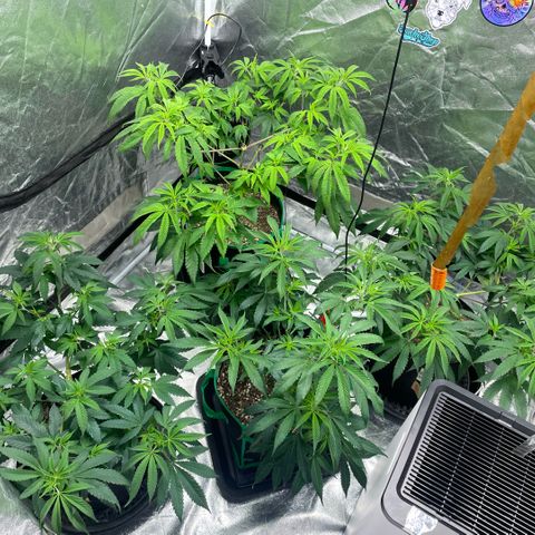  10th planet R1 growlog timeline photo
