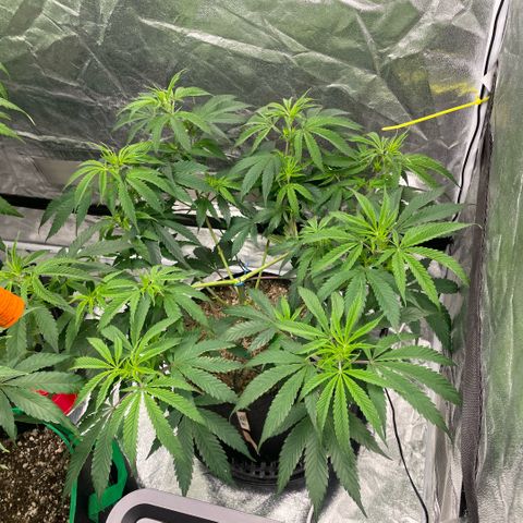  10th planet R1 growlog timeline photo