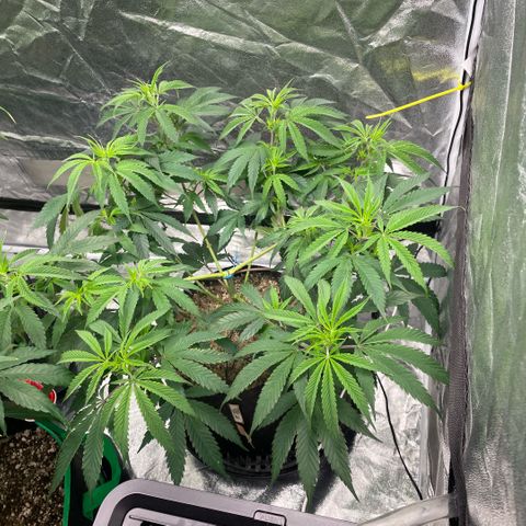  10th planet R1 growlog timeline photo