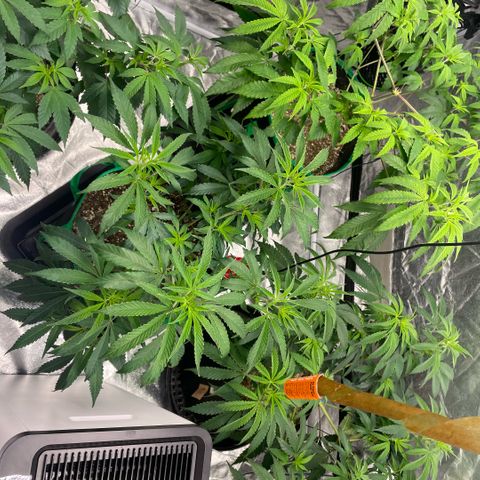  10th planet R1 growlog timeline photo