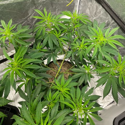  10th planet R1 growlog timeline photo