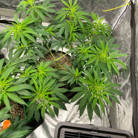  10th planet R1 growlog timeline photo