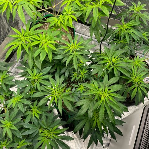  10th planet R1 growlog timeline photo