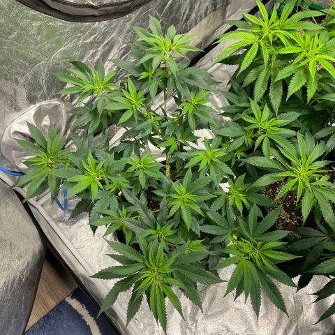  10th planet R1 growlog timeline photo