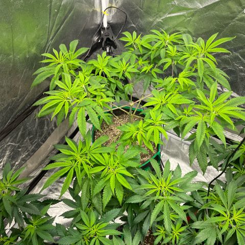  10th planet R1 growlog timeline photo