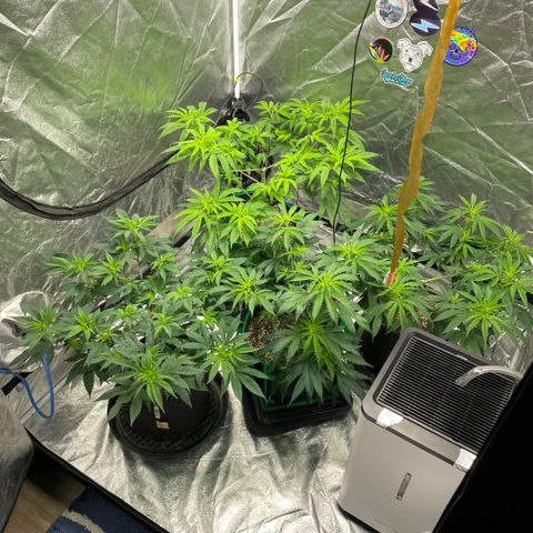  10th planet R1 growlog timeline photo
