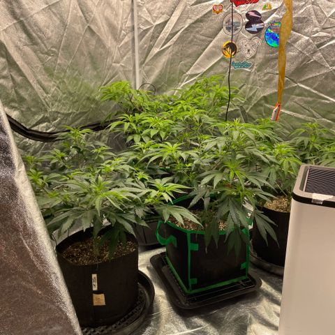  10th planet R1 growlog timeline photo