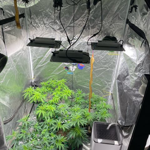  10th planet R1 growlog timeline photo
