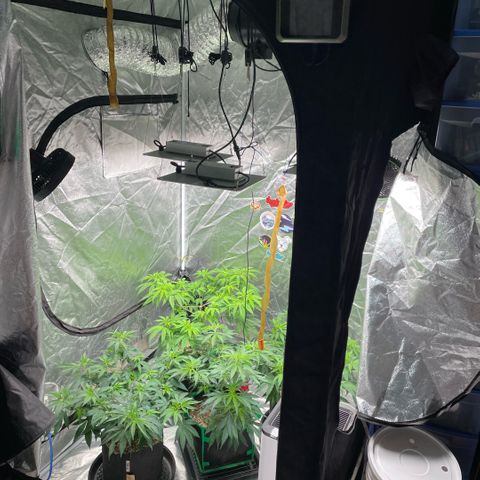  10th planet R1 growlog timeline photo