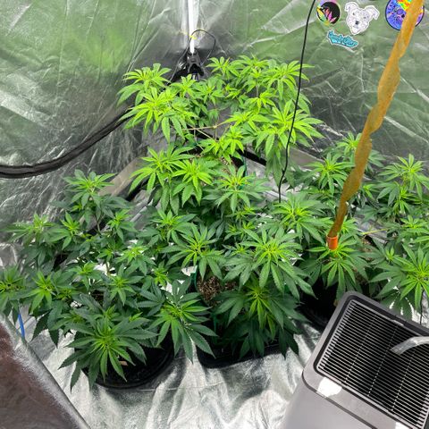  10th planet R1 growlog timeline photo