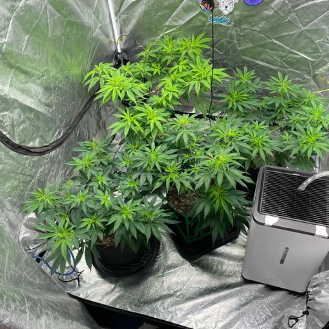  10th planet R1 growlog timeline photo