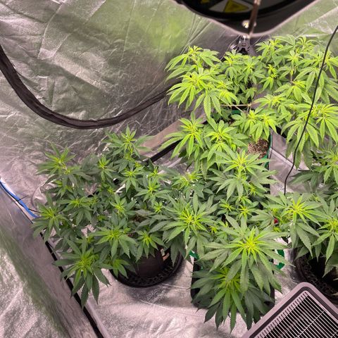  10th planet R1 growlog timeline photo