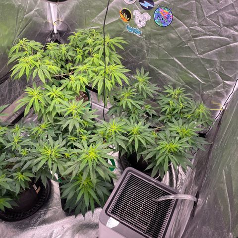  10th planet R1 growlog timeline photo